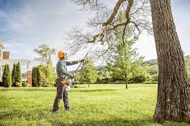 Best Tree Preservation Services  in Reform, AL