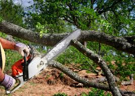 Best Commercial Tree Services  in Reform, AL