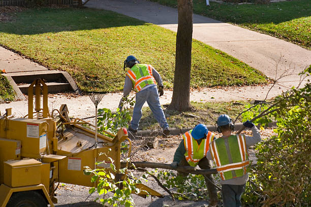 Best Tree Mulching  in Reform, AL