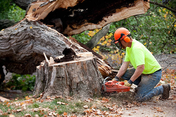 Best Tree Mulching  in Reform, AL